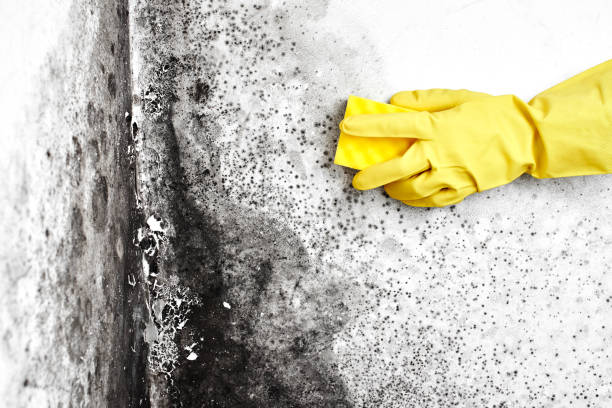 Office Mold Removal Services in Bohners Lake, WI