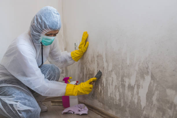 Best Mold Damage Repair  in Bohners Lake, WI