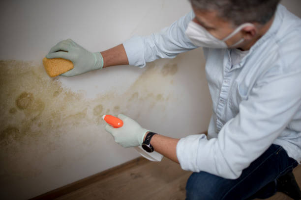 Best Emergency Mold Removal  in Bohners Lake, WI