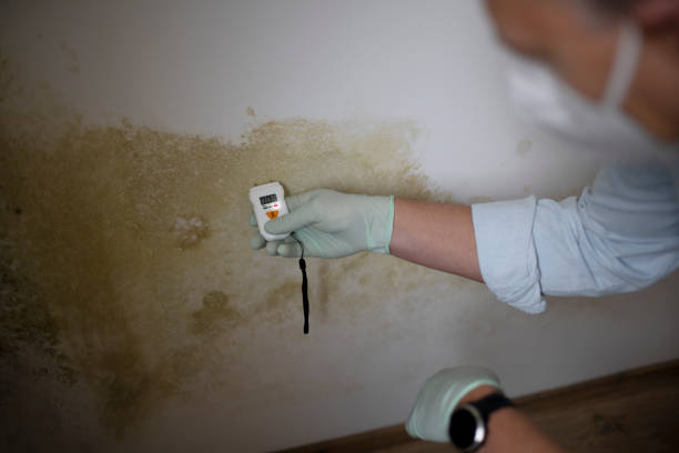 Best Fast Mold Removal  in Bohners Lake, WI