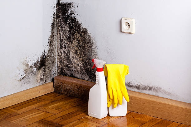 Best Certified Mold Removal  in Bohners Lake, WI