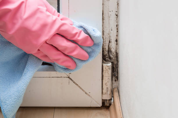 Best Professional Mold Removal  in Bohners Lake, WI